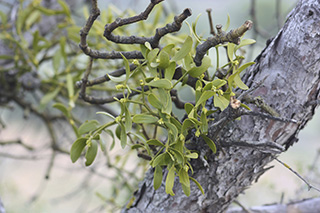 Mistletoe: The holiday plant is making headlines as an alternative cancer treatment
