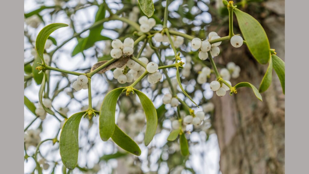 First U.S. Study of Mistletoe Extract to Treat Cancer – Johns Hopkins Kimmel Cancer Center – Press Release